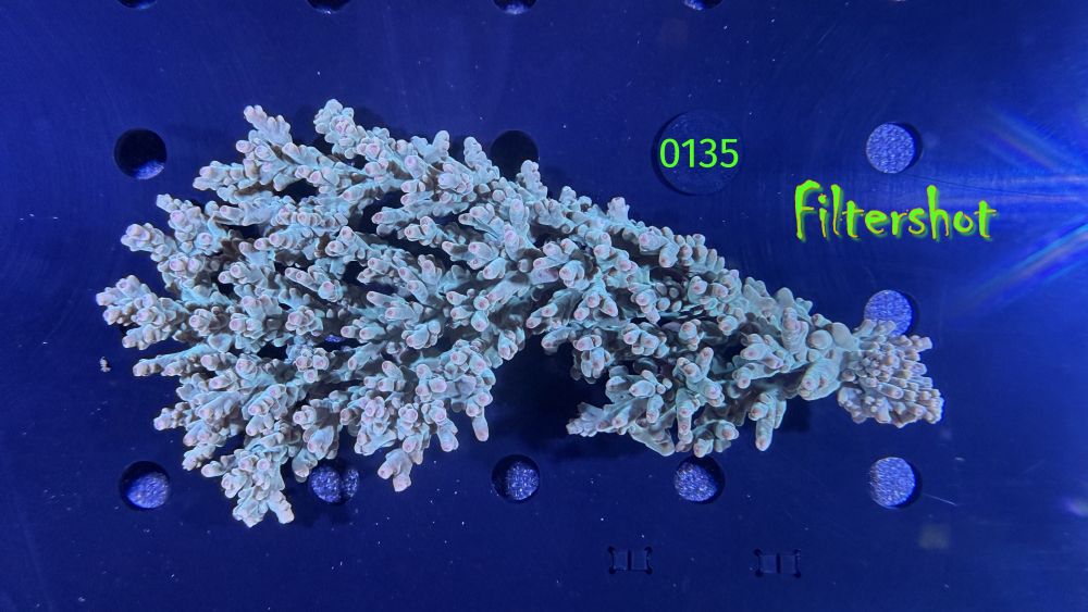 Acropora sp. WYSIWYG 0135