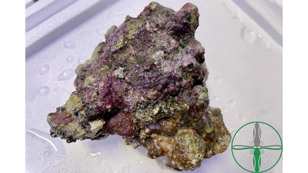 Nachhaltiges Lebendgestein - Lebendes Riffgestein Indonesien