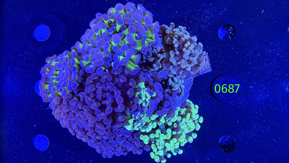 Euphyllia paraancora Kolonie WYSIWYG 0687