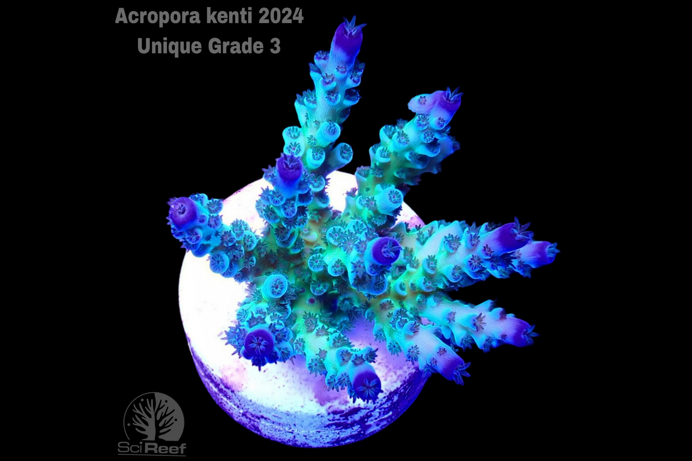 SciReef Acropora kenti Unique Grade 3 0300
