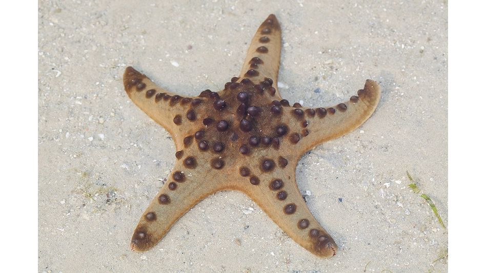 Protoreaster Nodosus - Chocolate Chip Seestern