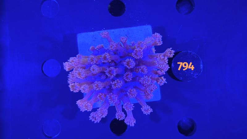 Goniopora sp. WYSIWYG 0794