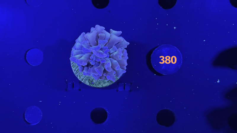 Euphyllia paraancora Steinkoralle 0380