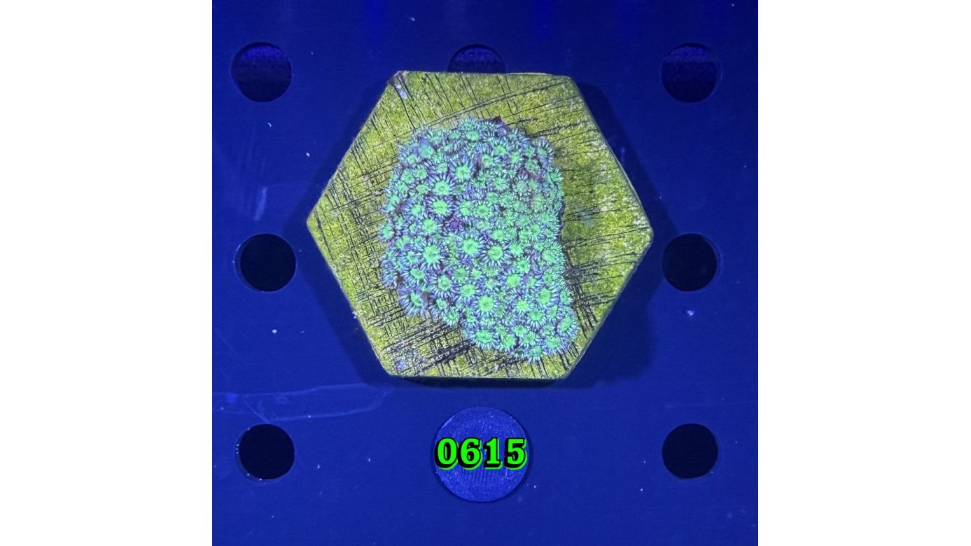 Goniopora sp. WYSIWYG 0615