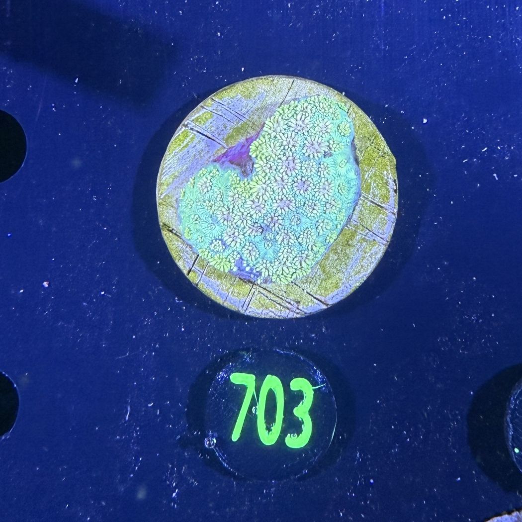 Goniopora sp. WYSIWYG 0703