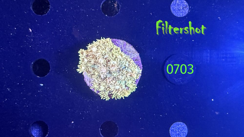 Goniopora sp. WYSIWYG 0703