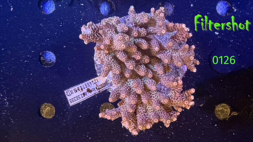 Acropora sp. WYSIWYG 0126