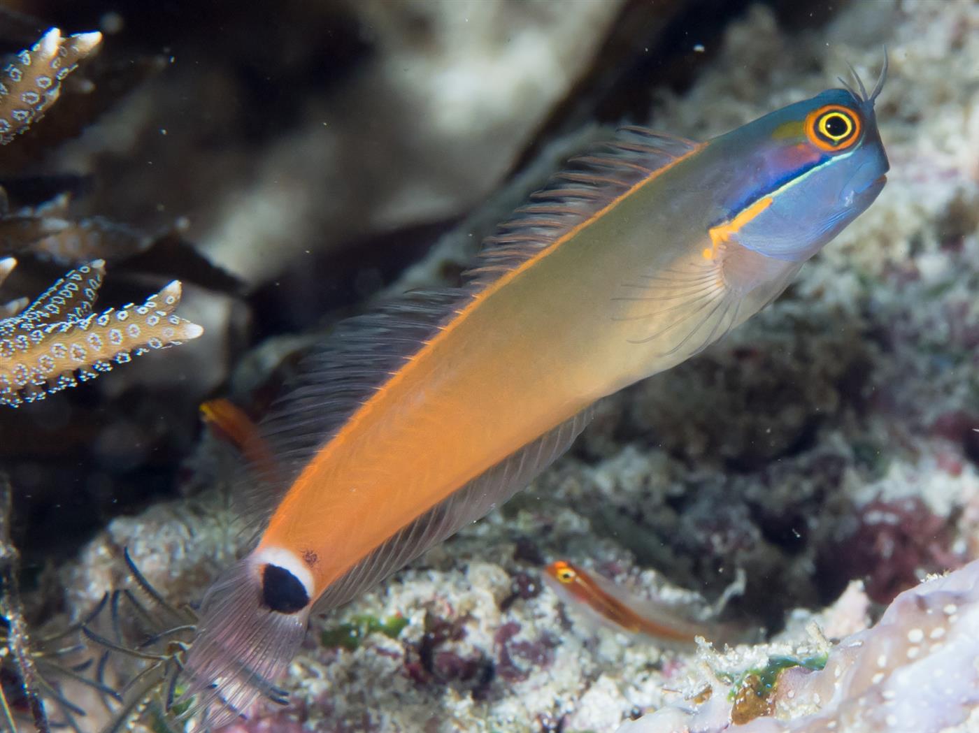 Ecsenius Stigmatura - Schleimfisch