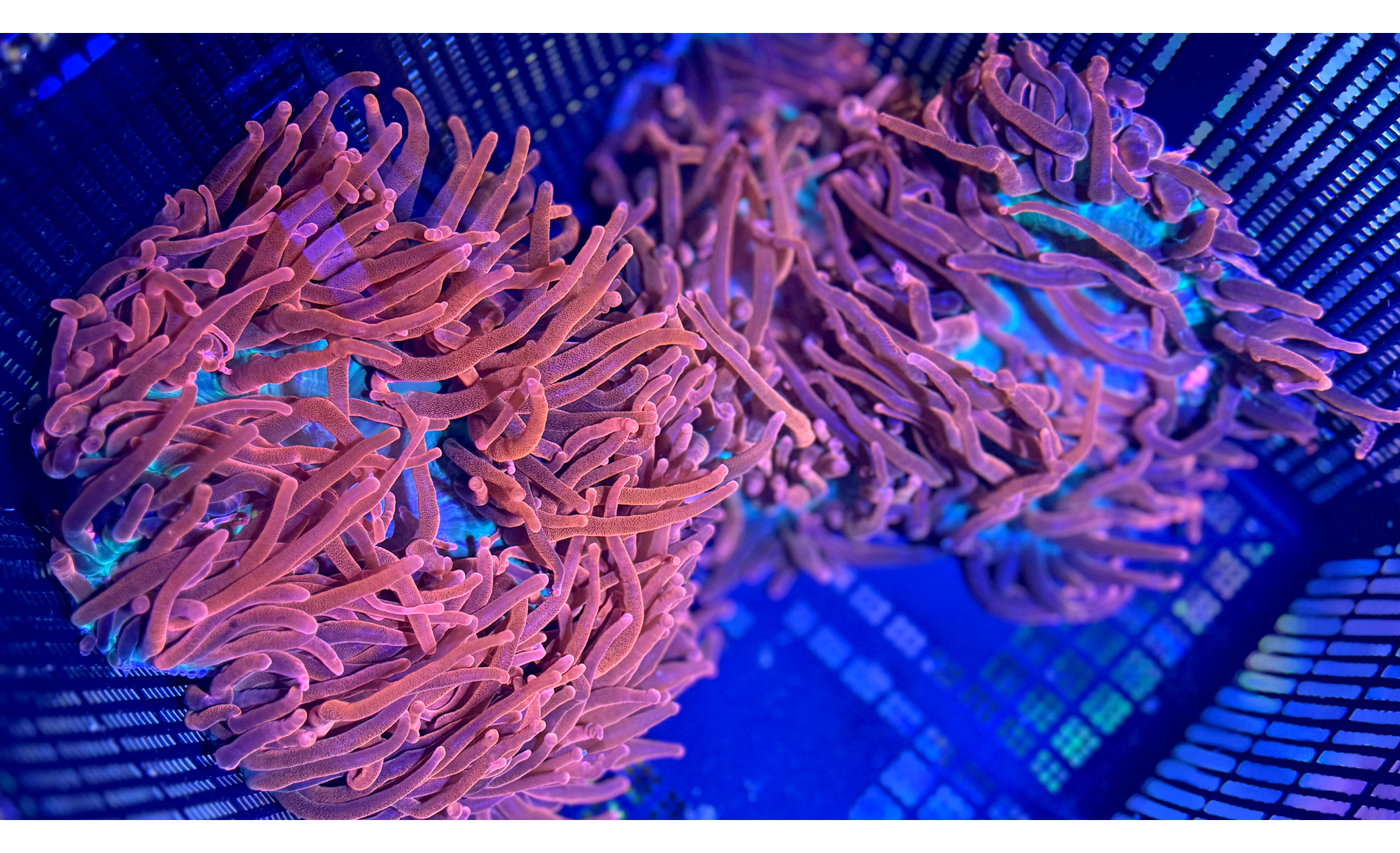 Entacmaea quadricolor - Kupferanemone Rot Nachzucht