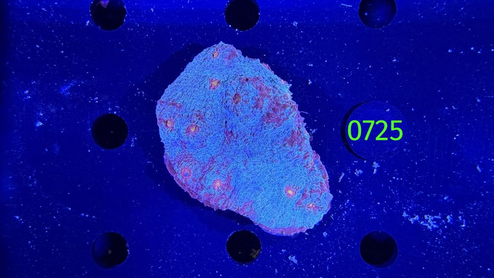 Echinophyllia/Chalice WYSIWYG 0725