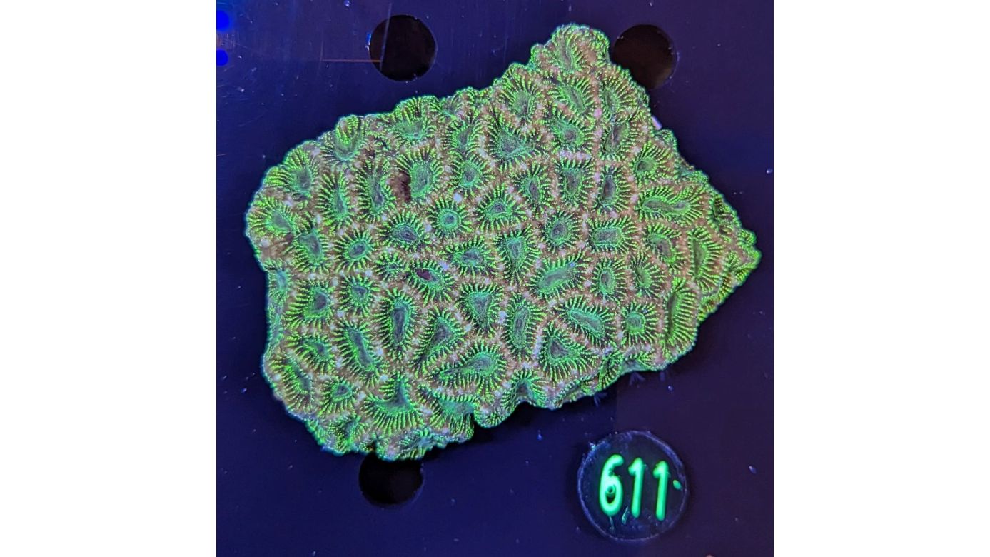 Platygyra grün/gold WYSIWYG 0611