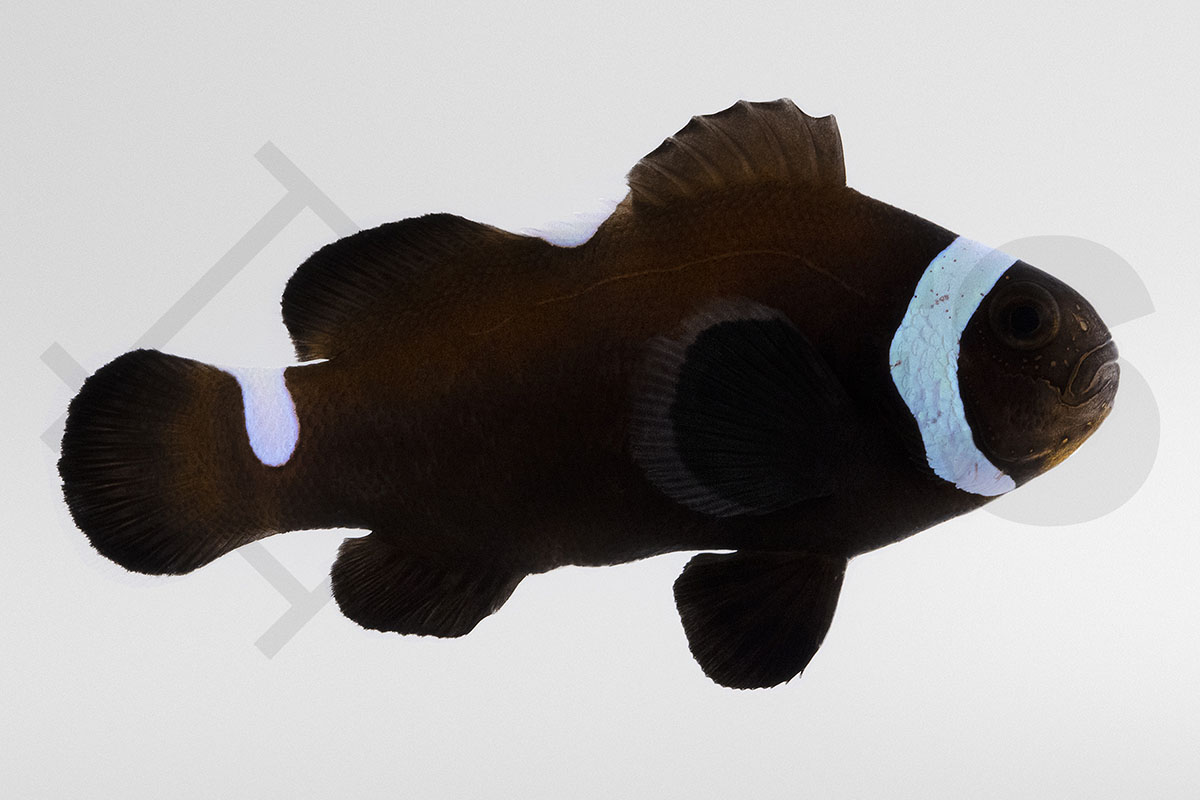 Amphiprion ocellaris - Falscher Clownfisch "Extreme Misbar Black" NZ