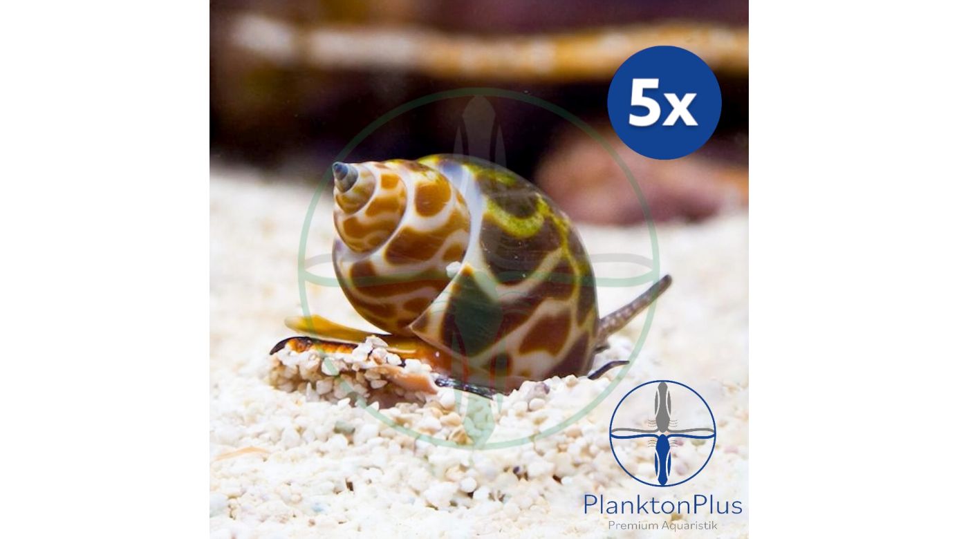 Sparset: Babylonia formosae - Orangefleck Babylon Schnecke (5 St.)