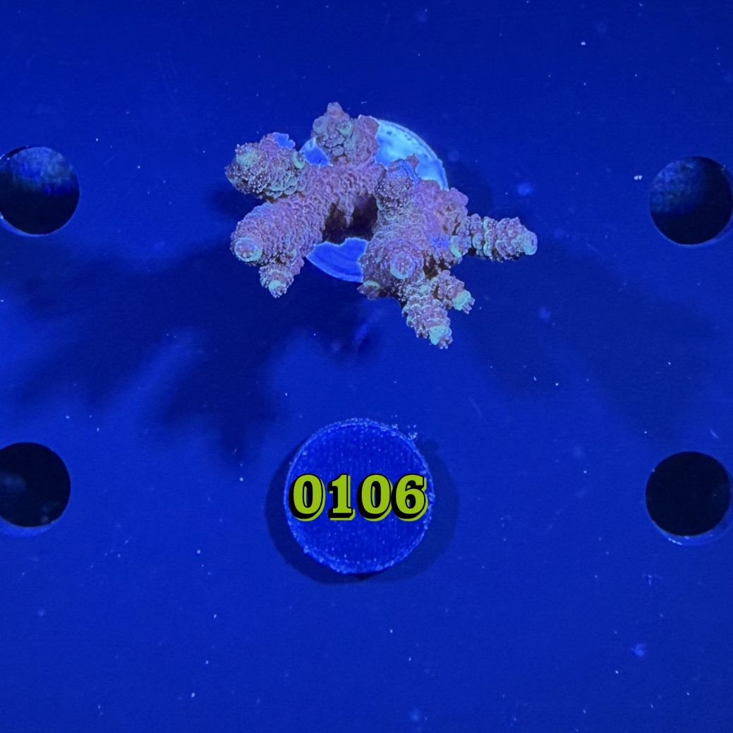 Acropora sp. WYSIWYG 0106