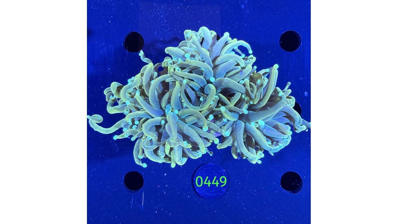 Euphyllia glabrescence - Torch 0449