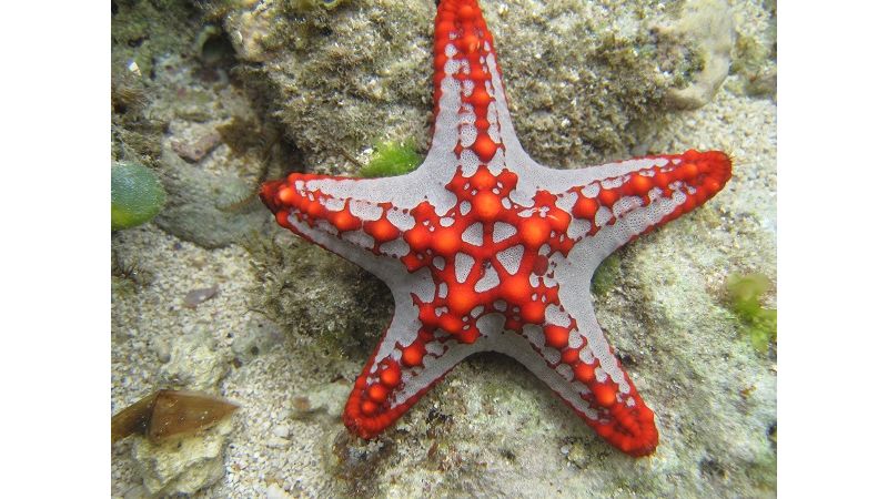 Protoreaster lincki  - Lincks Walzen-Seestern