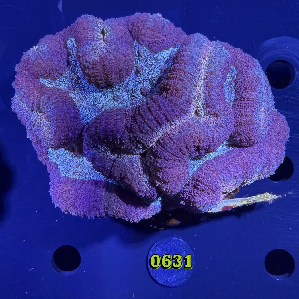 Lobophyllia sp. WYSIWYG 0631