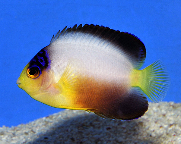 Centropyge multicolor - Vielfarben-Zwergkaiserfisch