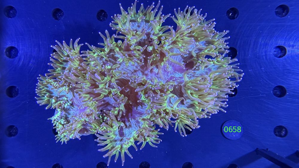 Catalaphyllia jardinei WYSIWYG 0658