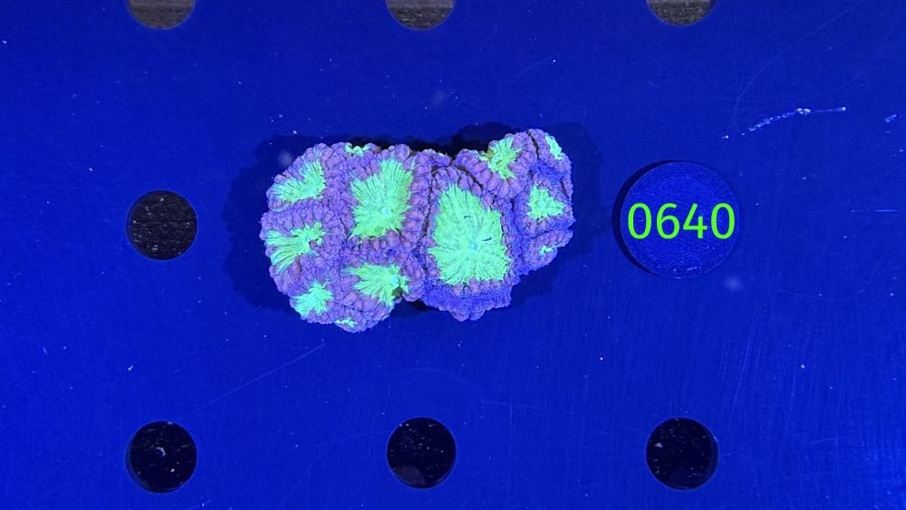 Blastomussa welsi WYSIWYG 0640