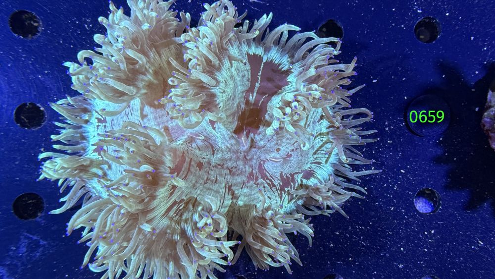 Catalaphyllia jardinei WYSIWYG 0659