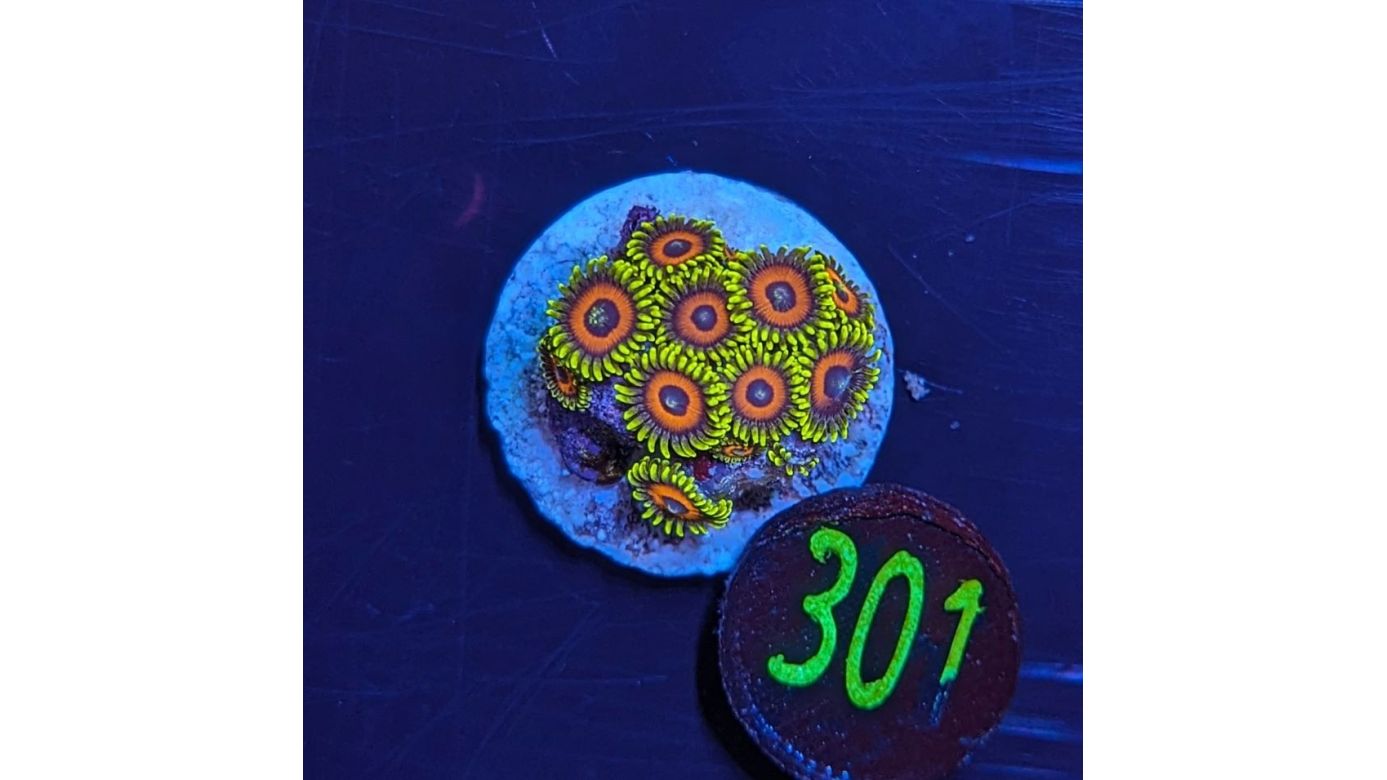 Zoanthus sp. - Krustenanemone Jungle Juice Deutsche Nachzucht 0301