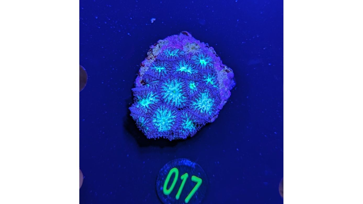 Blastomussa merleti - Hirnkoralle Lila/Grün Deutsche Nachzucht 0017