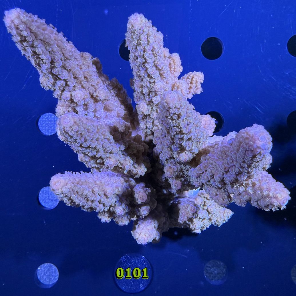 Acropora sp. WYSIWYG 0101