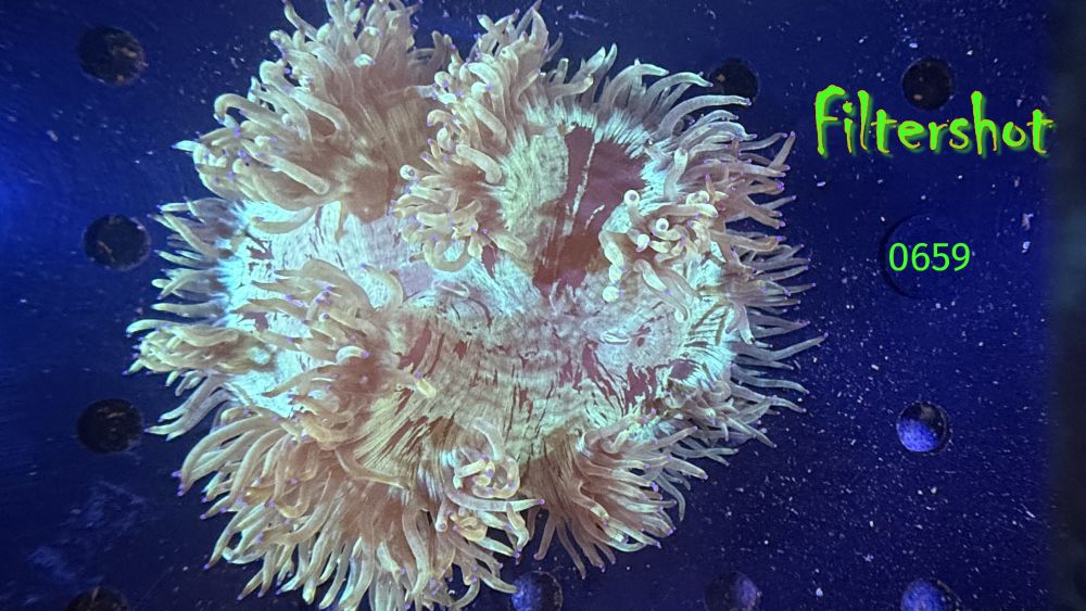 Catalaphyllia jardinei WYSIWYG 0659