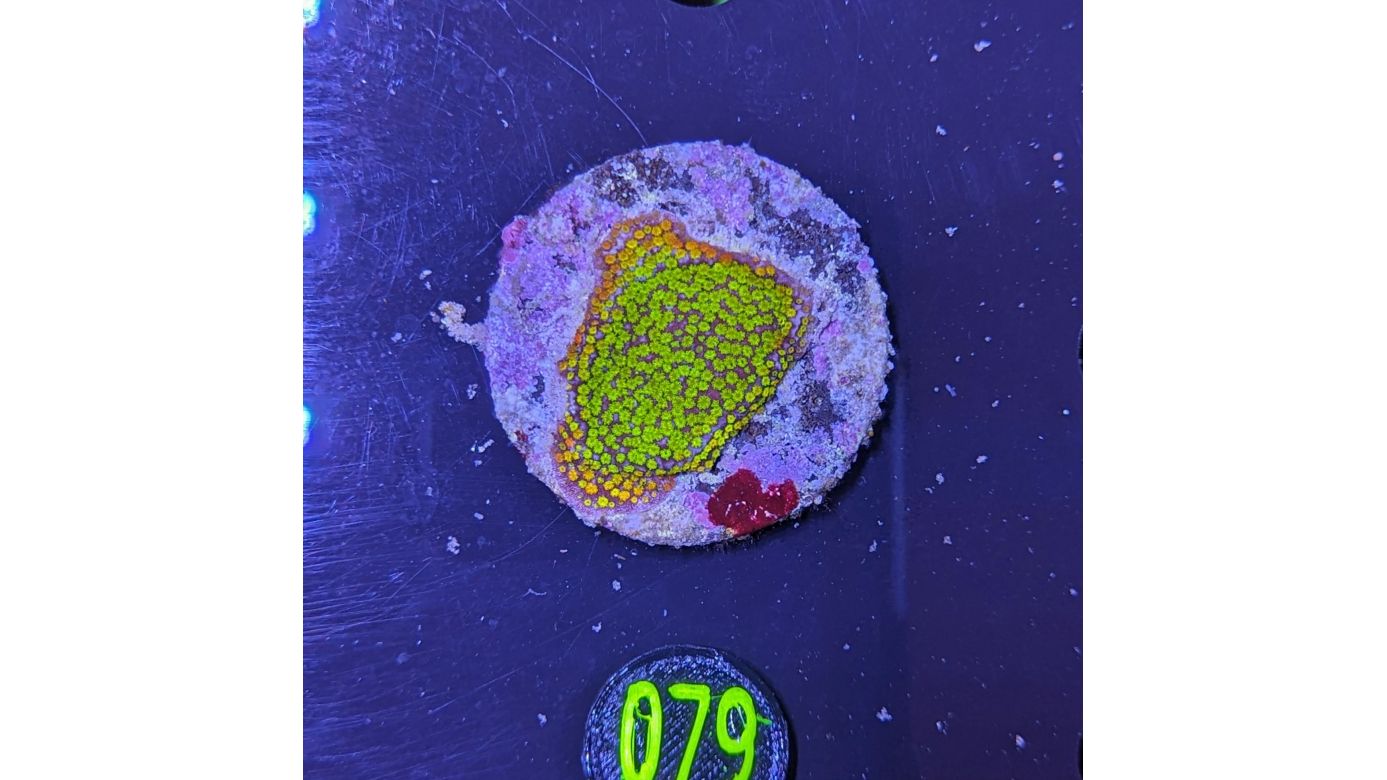 Montipora sp.- Kleinpolypige Steinkoralle Rainbow Deutsche Nachzucht 0079