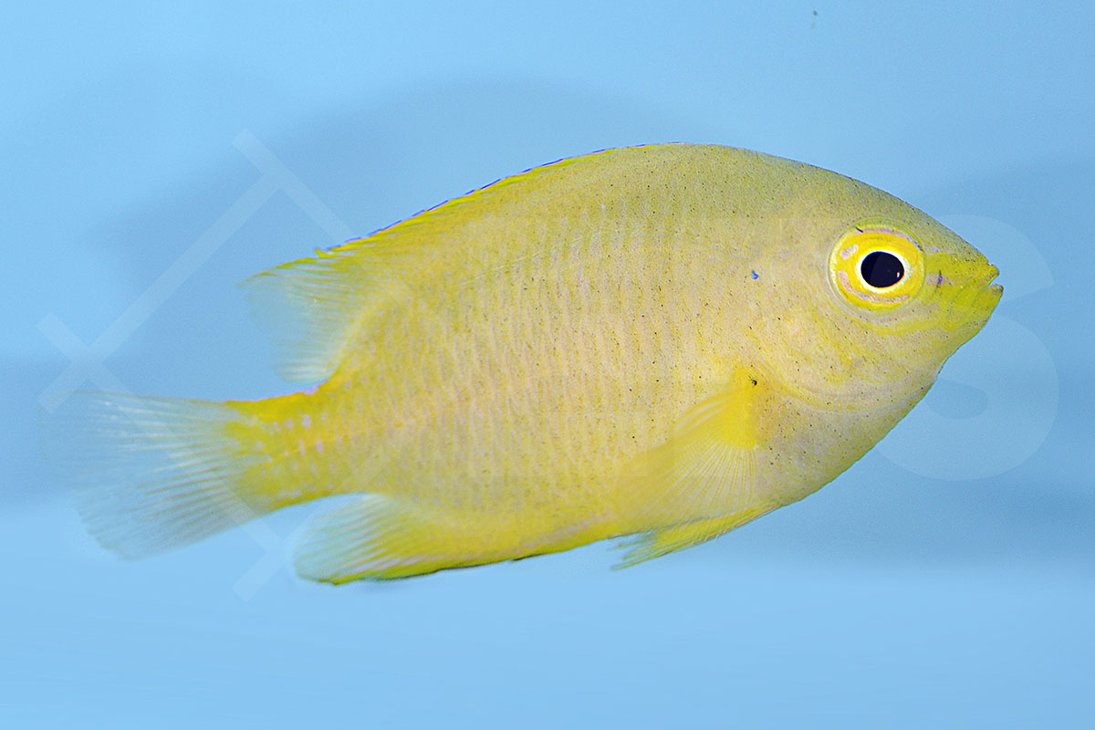 Pomacentrus moluccensis - Zitronen-Demoiselle