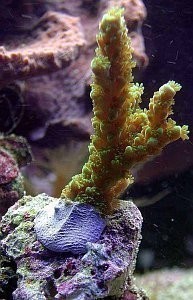 Fauna Marin Coral Kit schwarzer Epoxy-Korallenkleber 114 g