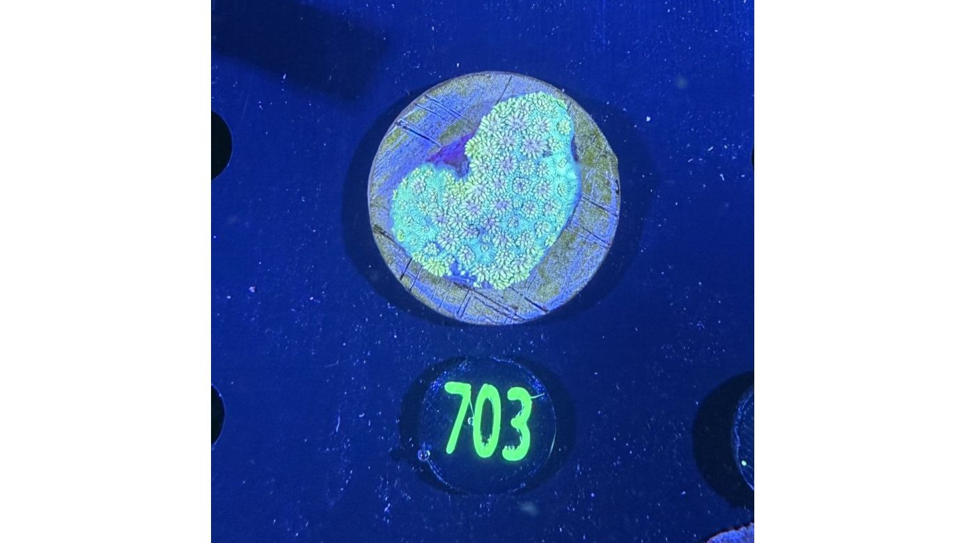 Goniopora sp. WYSIWYG 0703