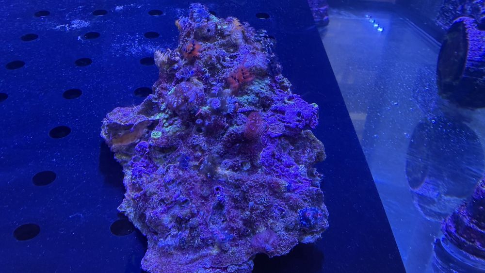 Porites bisperma Australien WYSIWYG 0999