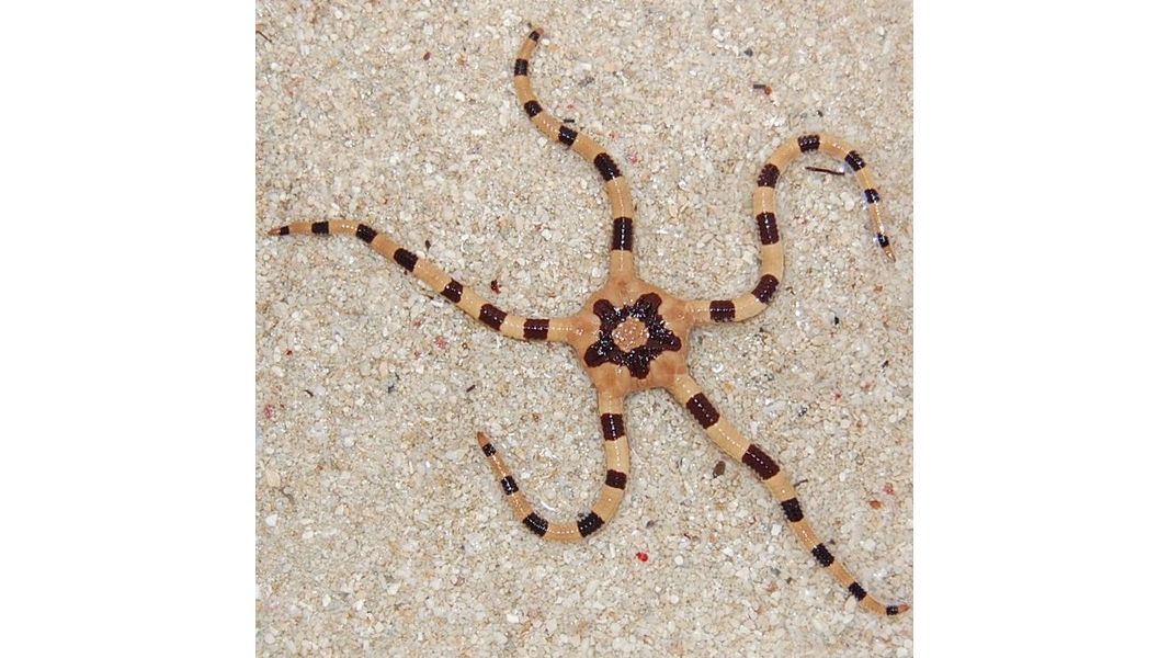 Ophiolepis Superba - Gestreifter Schlangen Seestern