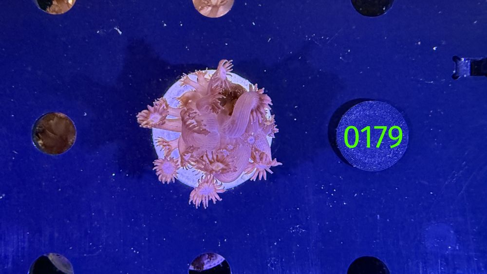 Goniopora sp. - "rot/pink" 0179