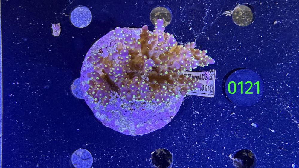 Acropora sp. WYSIWYG 0121