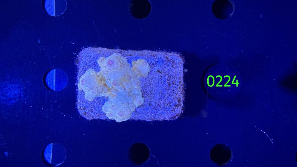 Acropora sp. WYSIWYG 0224