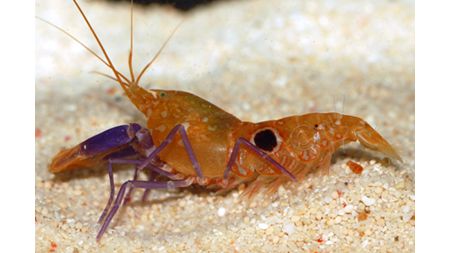 Alpheus soror - Knallkrebs
