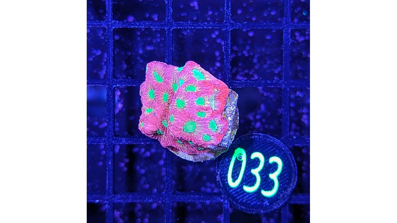 Favia sp. - Hirnkoralle Day Glow Deutsche Nachzucht 0033