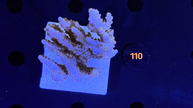 Acropora sp. WYSIWYG 0110