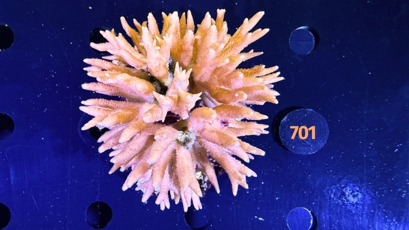 Seriatopora sp. WYSIWYG 0701