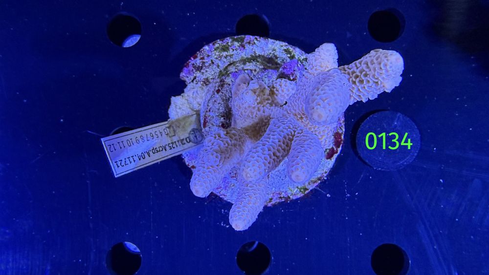 Acropora sp. WYSIWYG 0134
