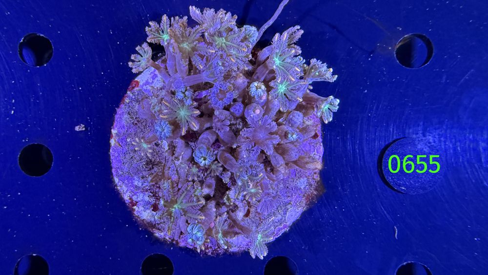 Clavularia spec. WYSIWYG 0655