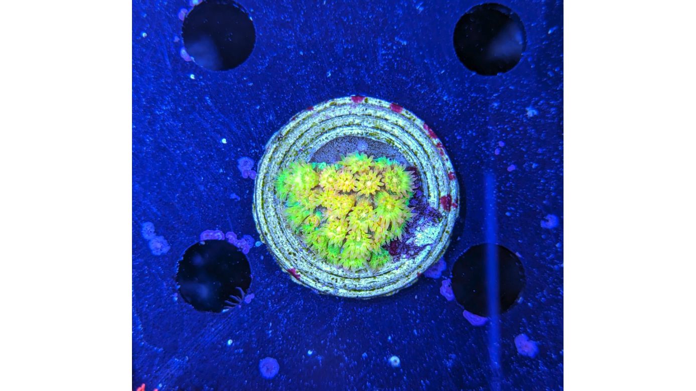 Goniopora sp. - Margeritenkoralle Golden Nugget Deutsche Nachzucht 0006