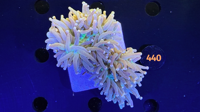 Euphyllia glabrescens WYSIWYG 0440