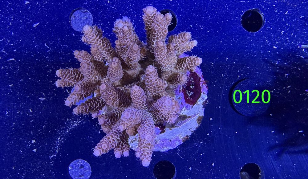 Acropora millepora WYSIWYG 0120