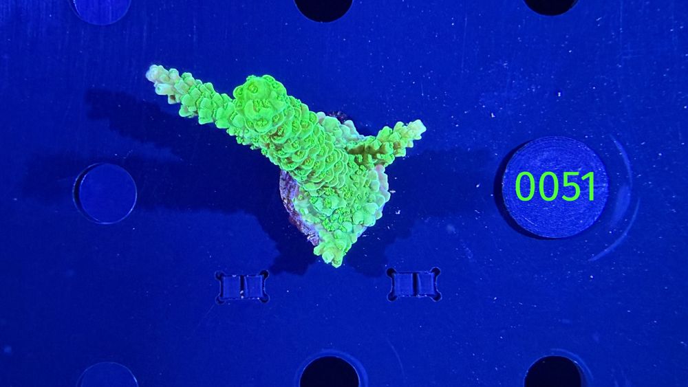Acropora tumida – Steinkorall „Enzmann grün“ DNZ 0051