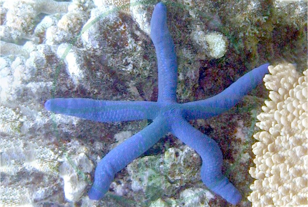 Linckia laevigata - Blauer Seestern