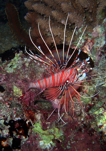 Pterois antennata - Antennen-Feuerfisch